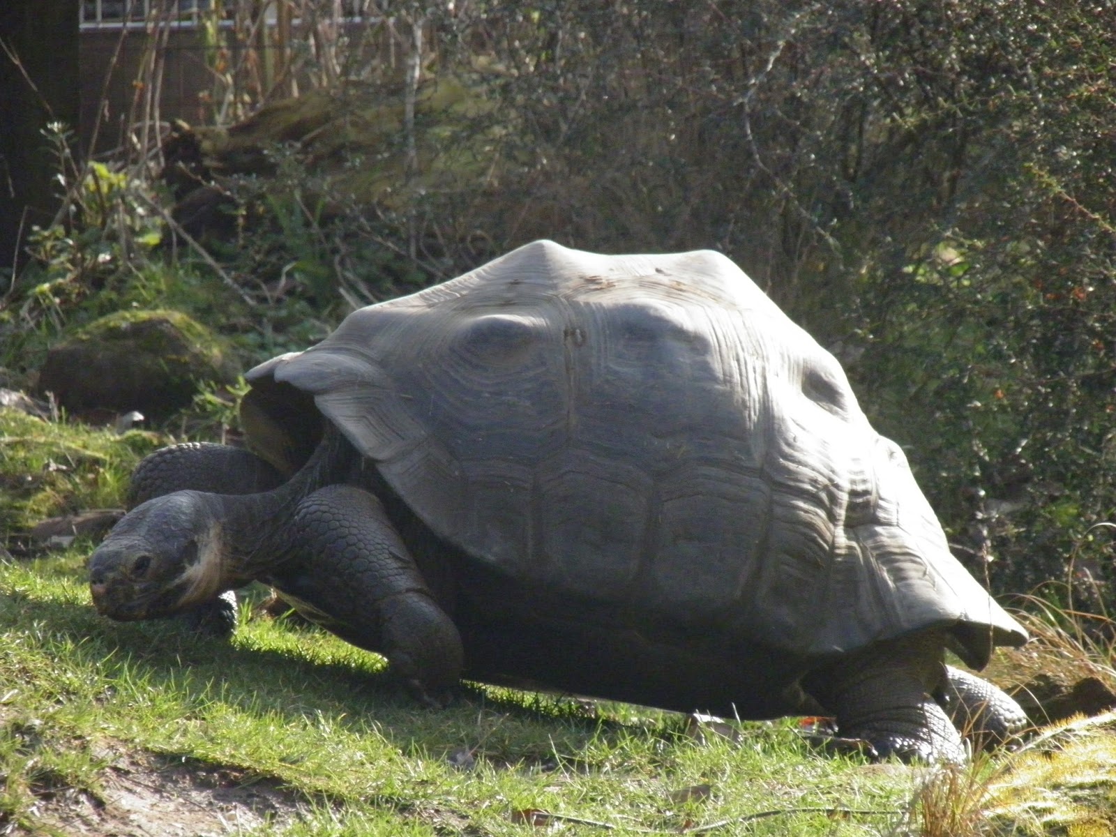 ZSL London Zoo chelseamamma.co.uk