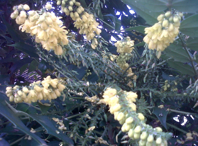 Yellow Mahonia flowers