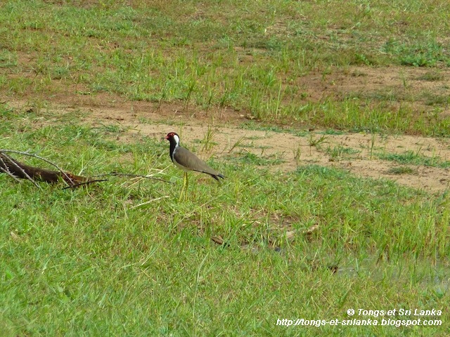 les oiseaux de Yala au Sri Lanka