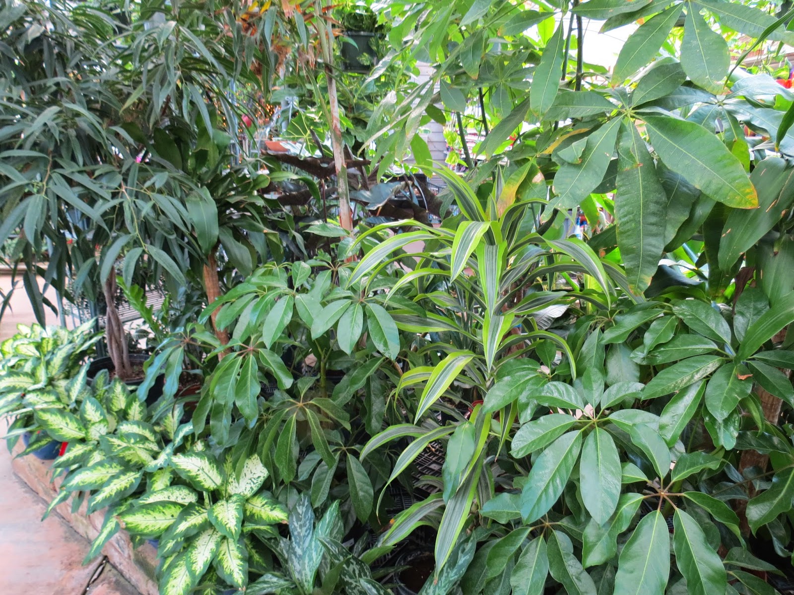 Future Plants By Randy Stewart Pieris