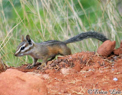 uinta chipmunk