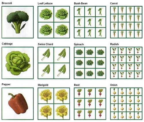 Plants Per Square Foot Chart