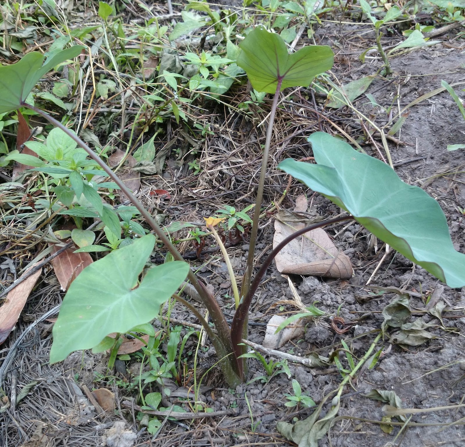 Keladi Mawar Hidup Galak Di Bumi Sabah Rangkuman Cara Bertanam Lengkap