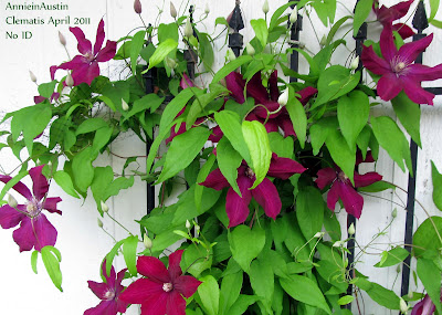 Annieinaustin,reddish purple clematis