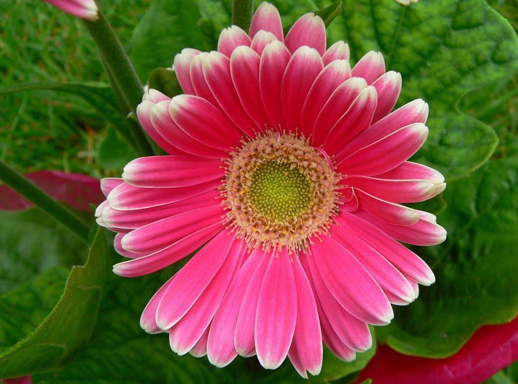 Best Flowers In The World Daisy flower