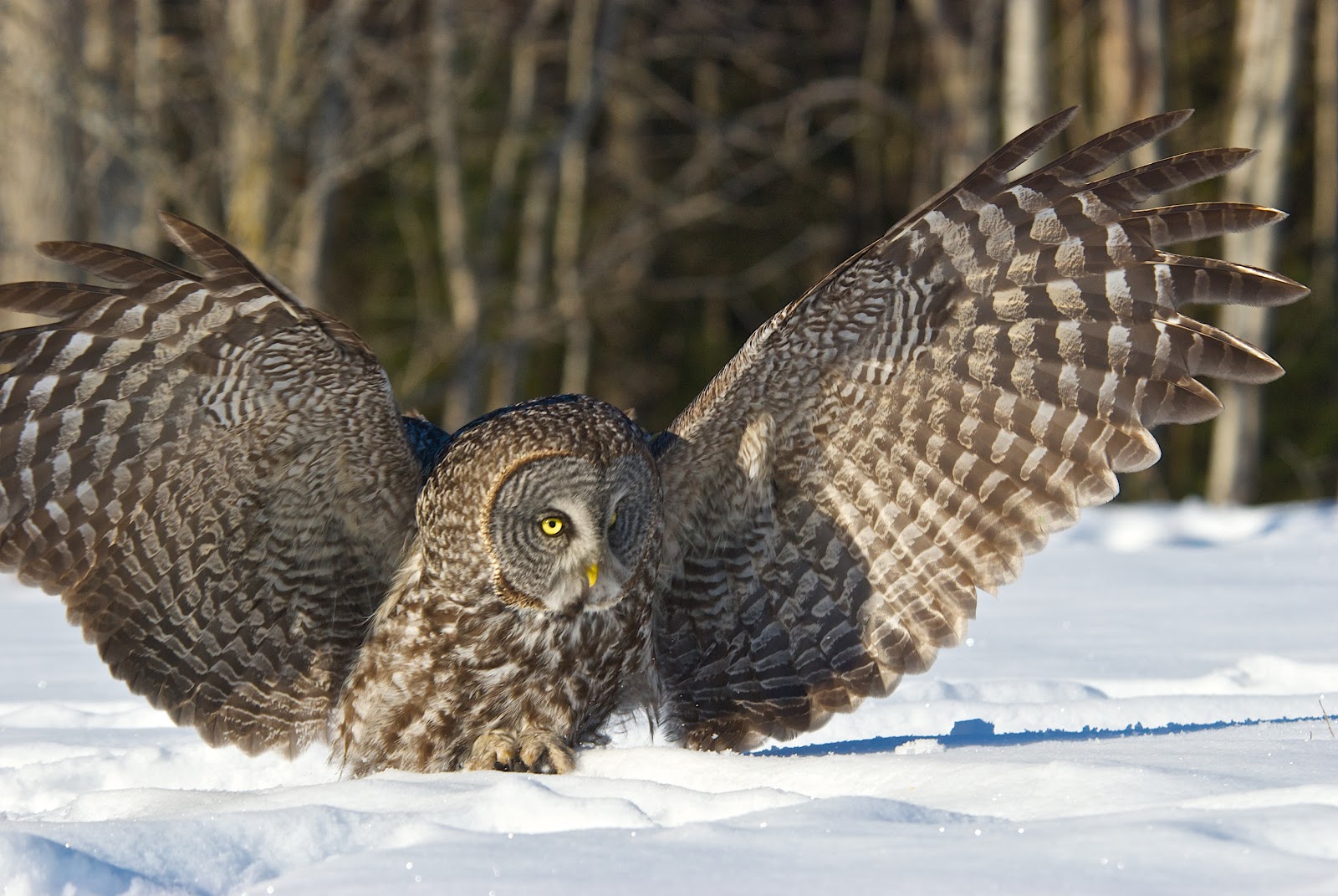 Second Rate Photography Winter Owls!