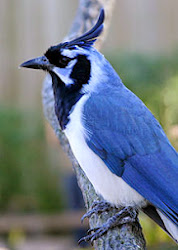 Black-throated magpie- Jay