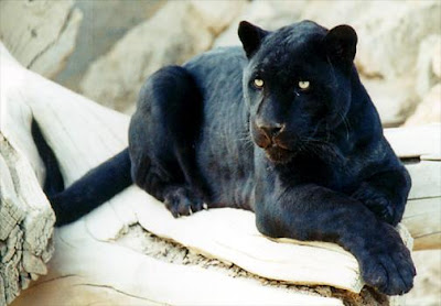 black-panther1.jpg