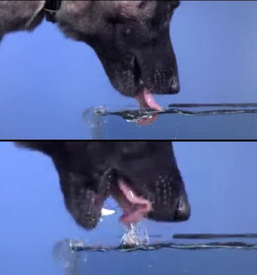 As Many Exceptions As Rules Cats Don’t Taste Sweet, But Dogs Taste Salty