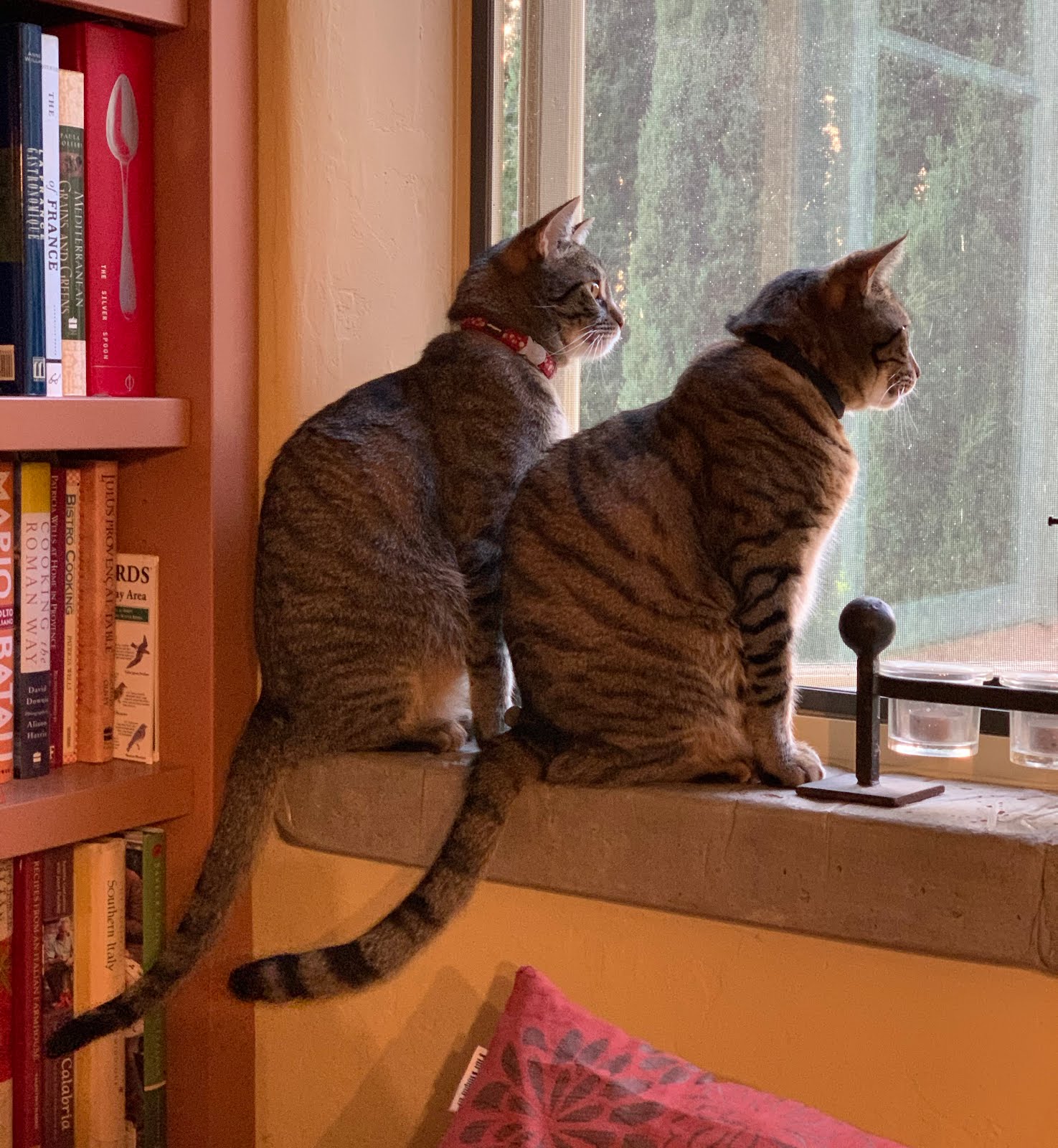 From Seed To Table My Caper Obsession