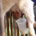 Seputar Informasi Susu Kambing Seputar Informasi Susu Kambing