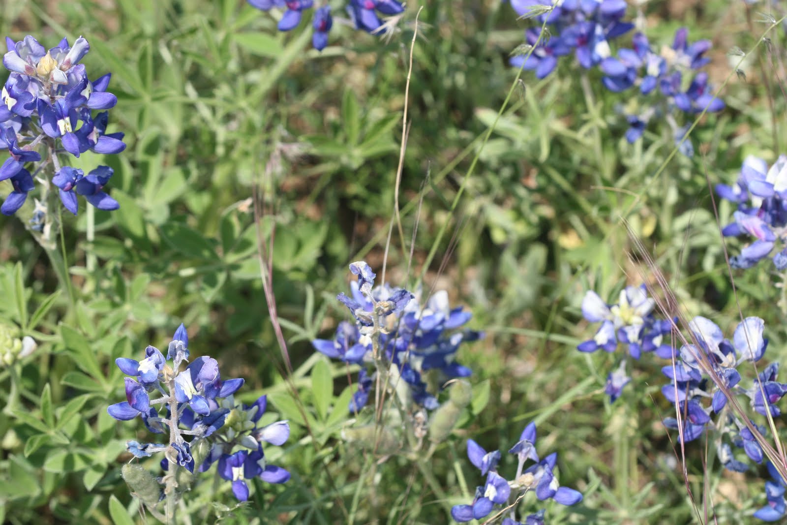 Blue Bonnets in Texas Hill Country