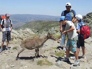 chèvres sauvages à Gredos