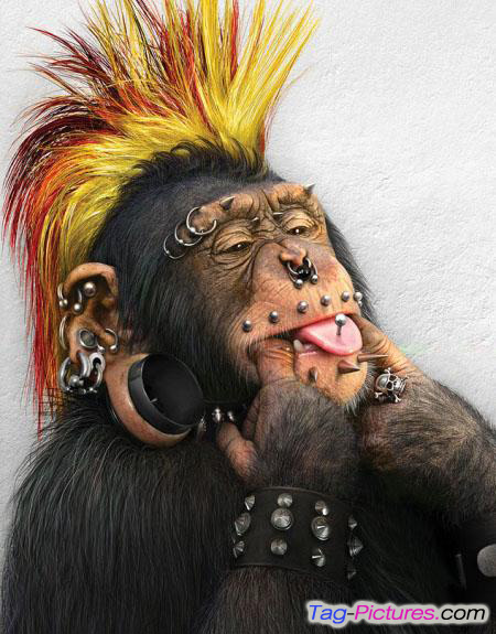 android phones wallpapers android wallpaper funny chimpanzee