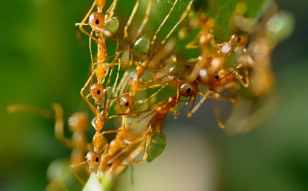 Green Tree Ant