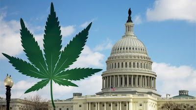 proposta de legalizar a maconha legalização maconha