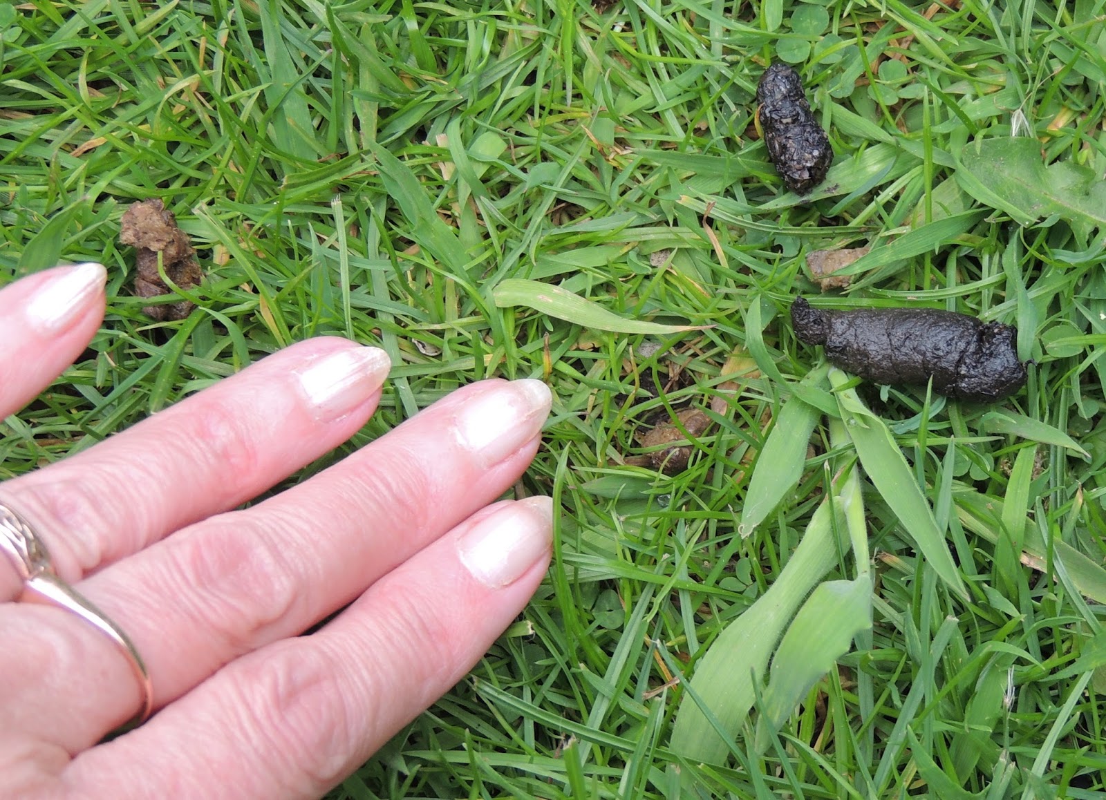 About a Brook Nesting