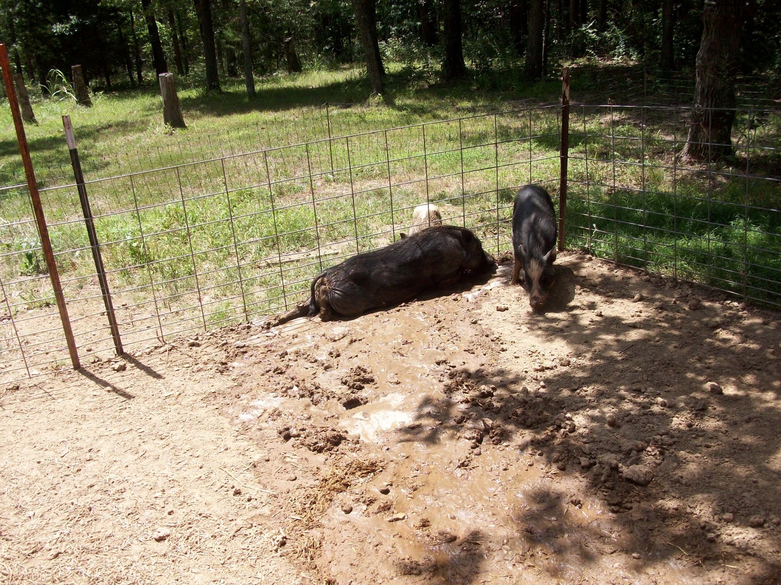 Sweet Pig Farm Mud Diving Pigs