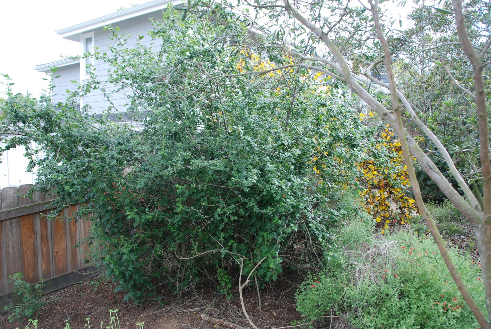 A California Native Plant Garden in San Diego County More