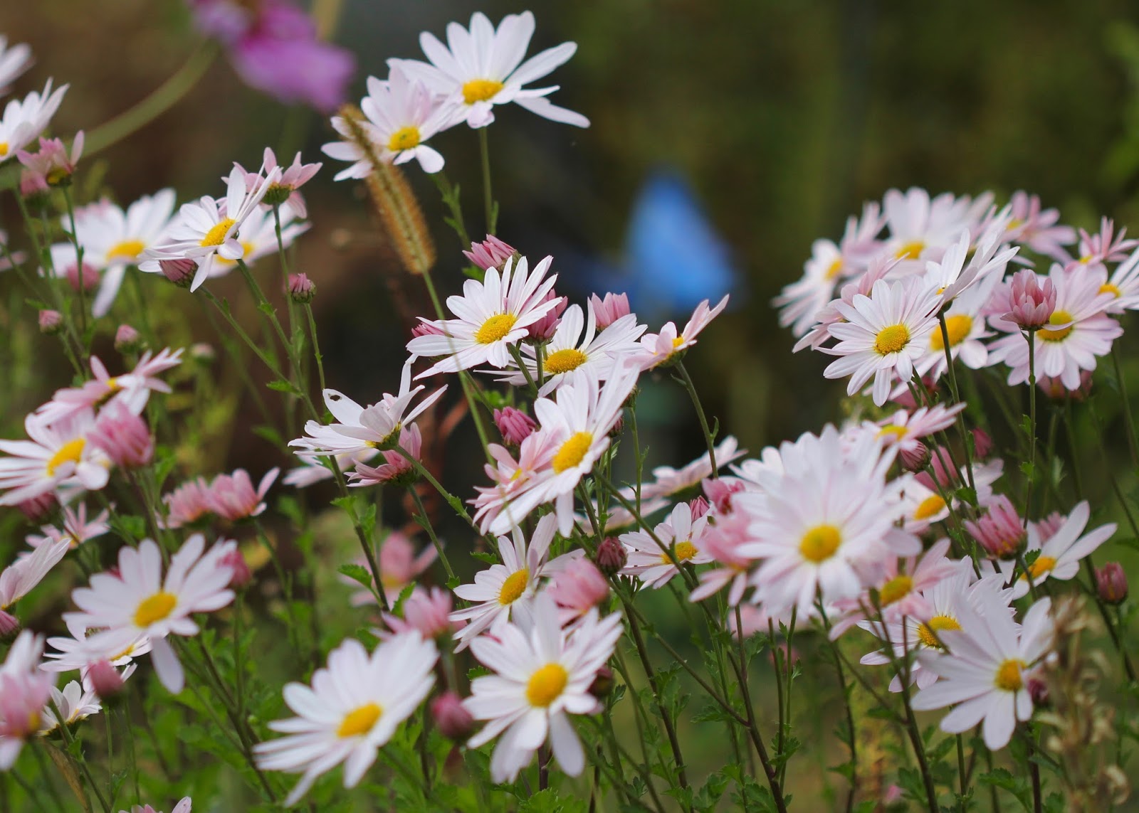 Red House Garden Pastel Flowers in the Fall Garden