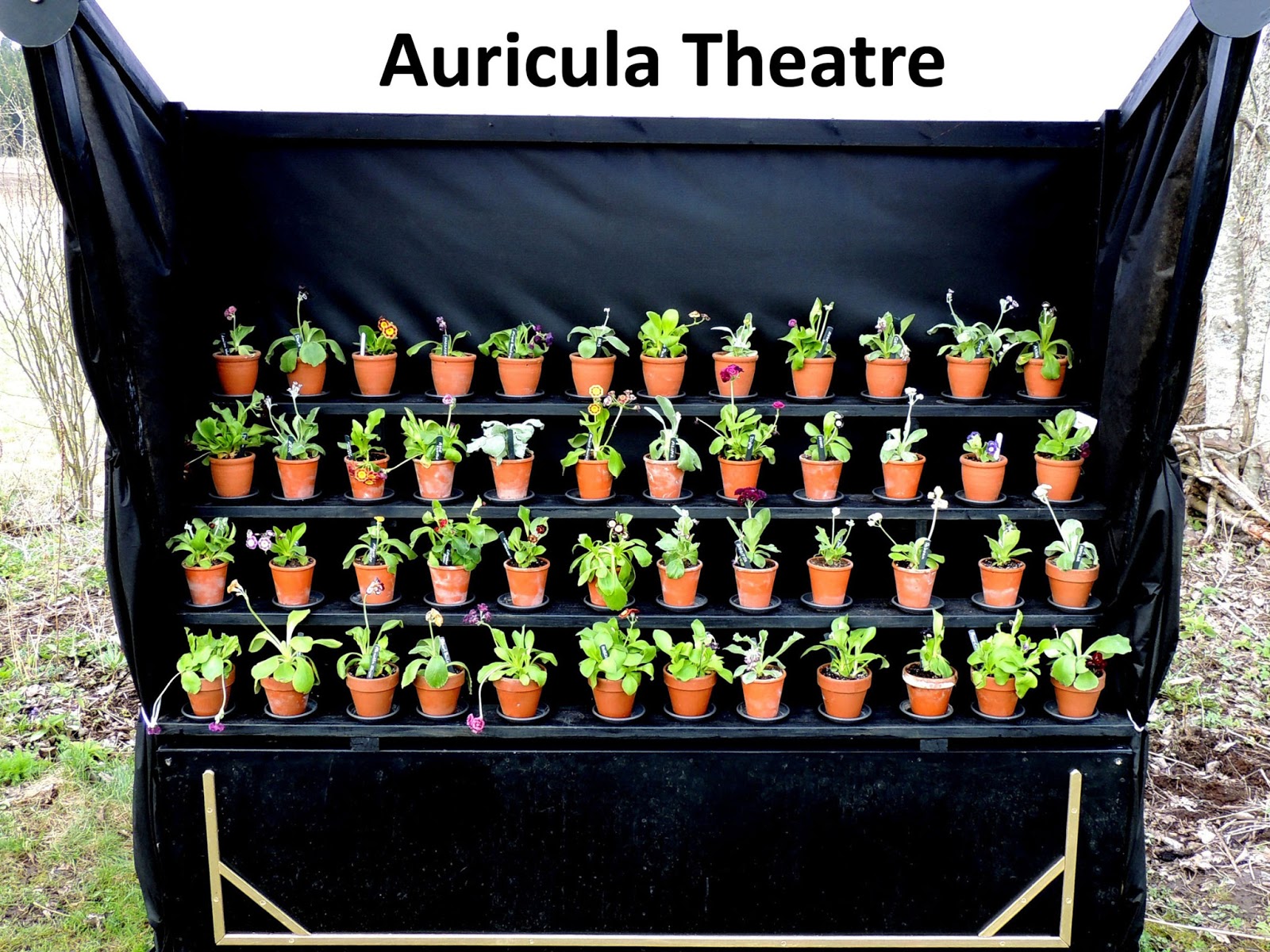 auricula shows 2014 auricula shows 2014