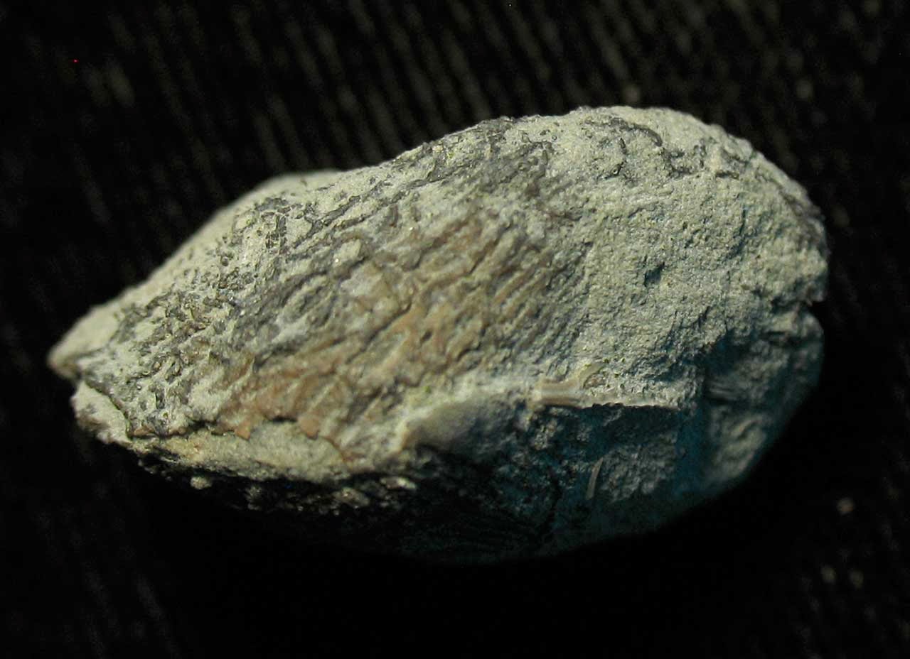 Louisville Fossils and Beyond Ambonychia Pelecypod Fossil with Bryozoan