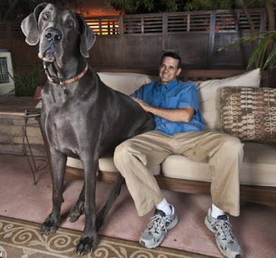 Giant George, The World’s Largest Dog.