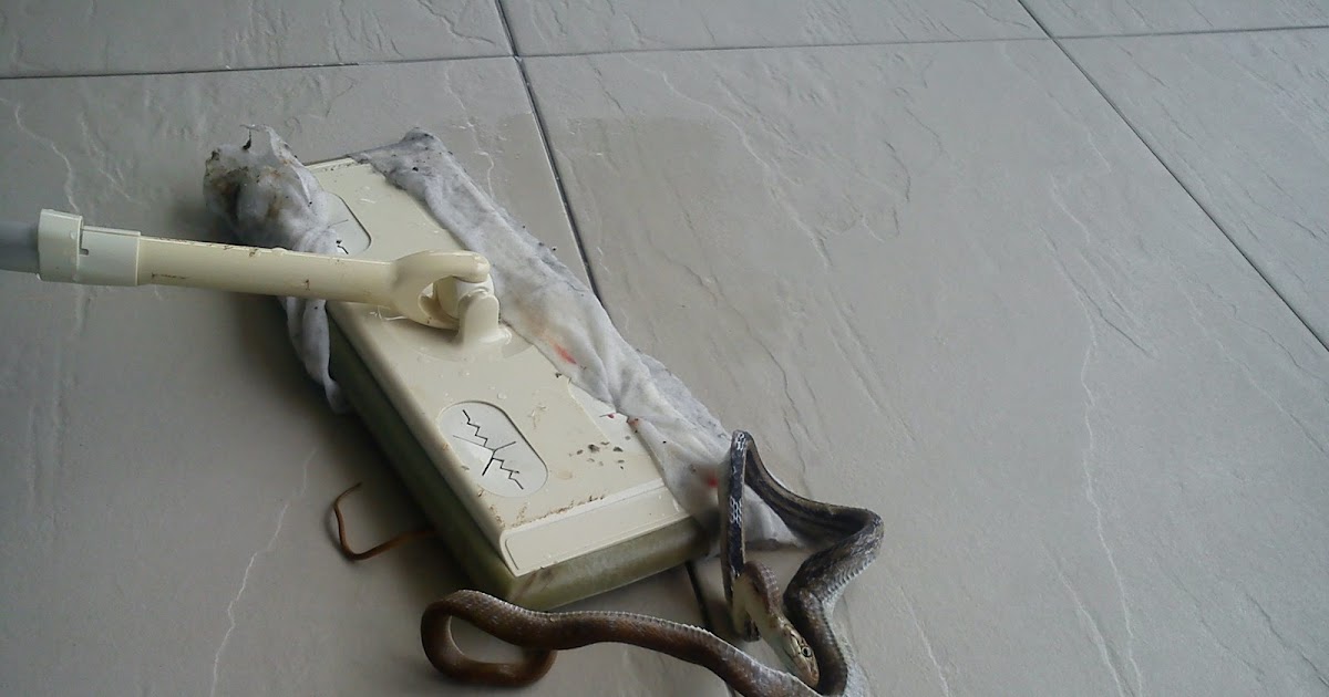 Ramblings How To Kill A Snake