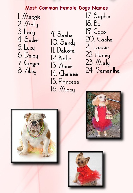 Lankavet List Of Names For Dogs