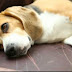 Aqui Nombres para perros beagle para macho o hembra