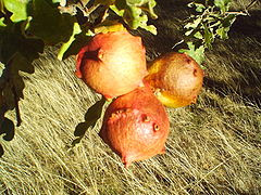 Que son las agallas de roble