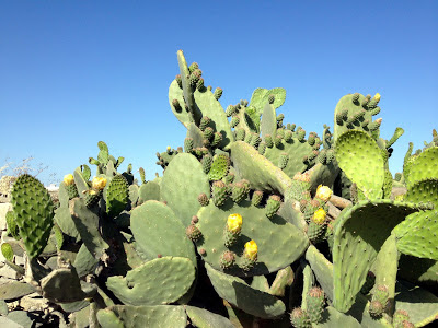 malta prickly pears