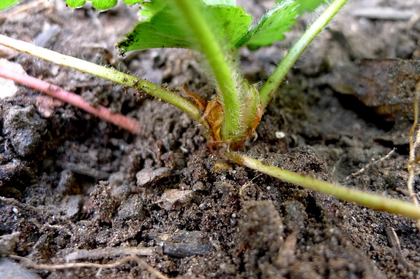 Less Noise, More Green Transplanting strawberry runners