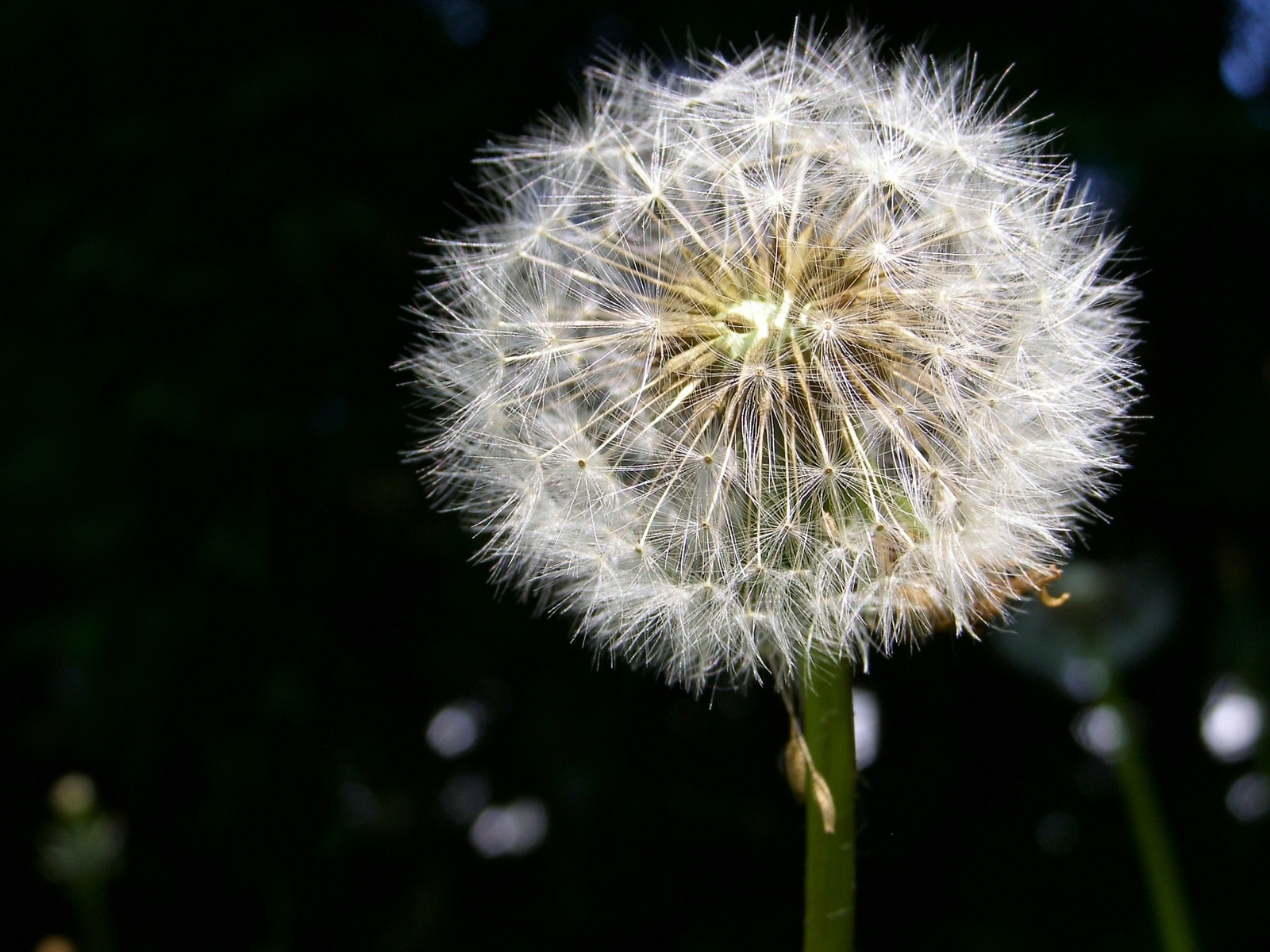 Make A wish Flower Download All Kinds Of Wallpapers