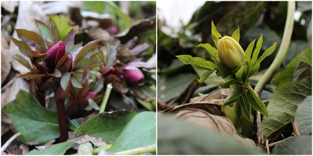 påskeklokke, helleborus påskeklokke, helleborus
