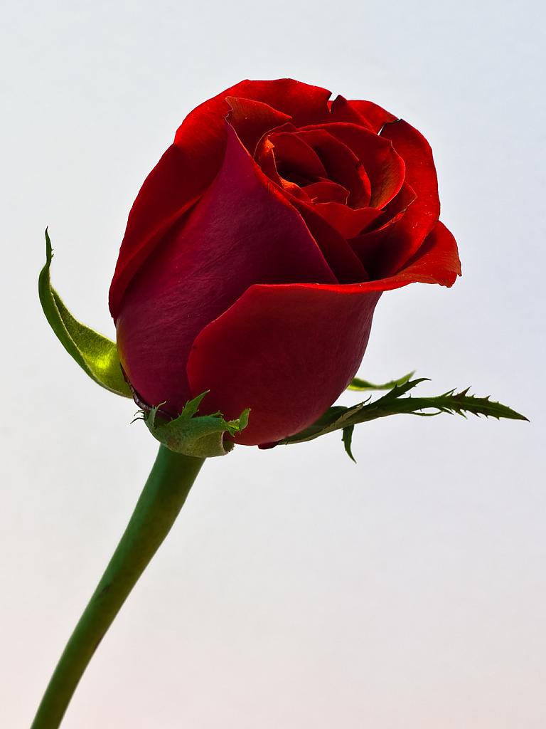 Red rose single again | Free Wallpaper Downloads