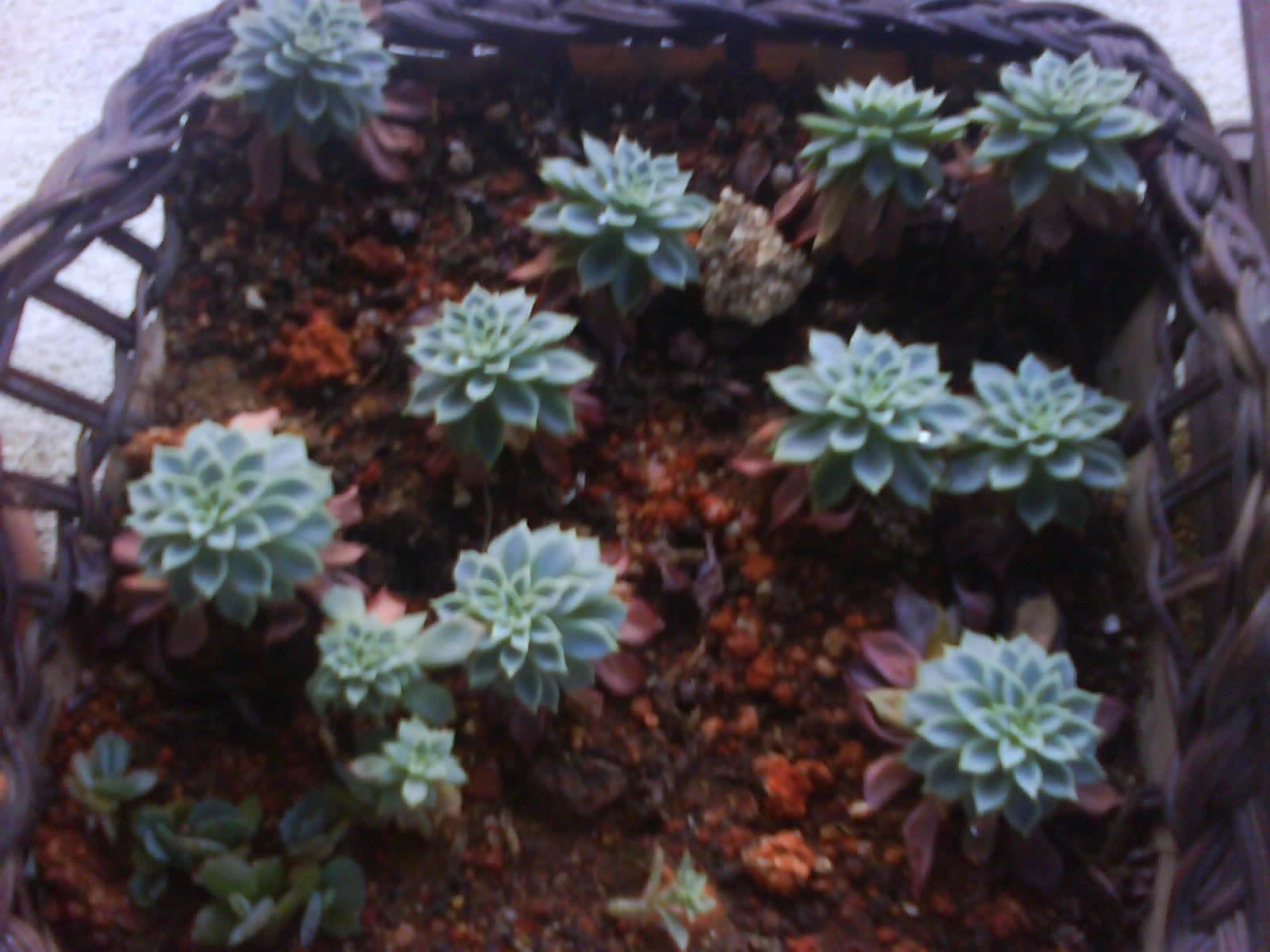 Garden Chronicles: Cactus Garden - 2013