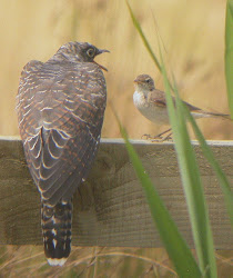 One of these birds is stupid