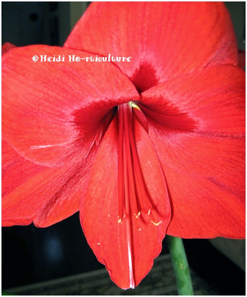 Heidi Horticulture Removing Lily Flower Anthers To Lengthen Bloom Time