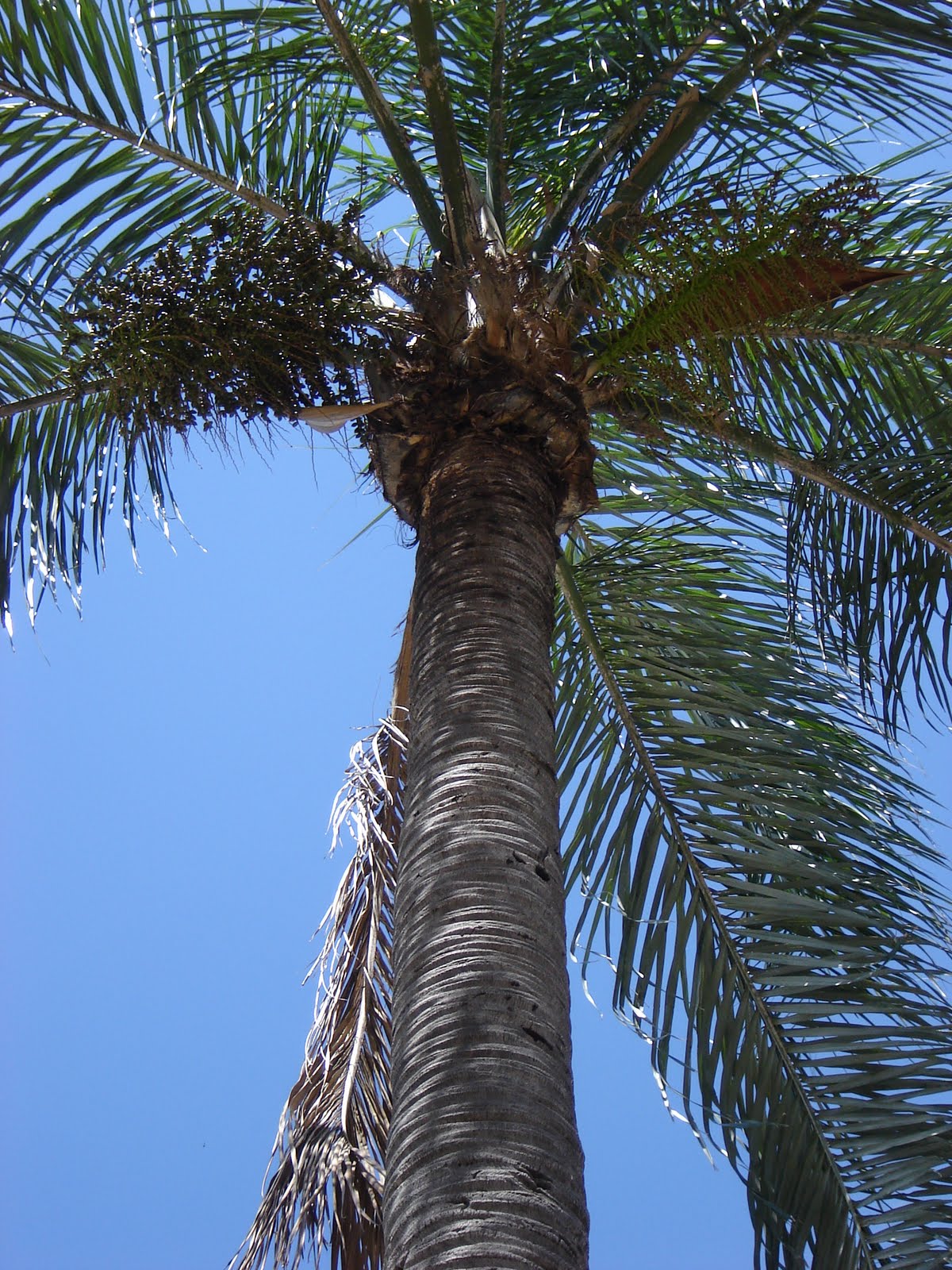 v e r d e c h a c o Pindó