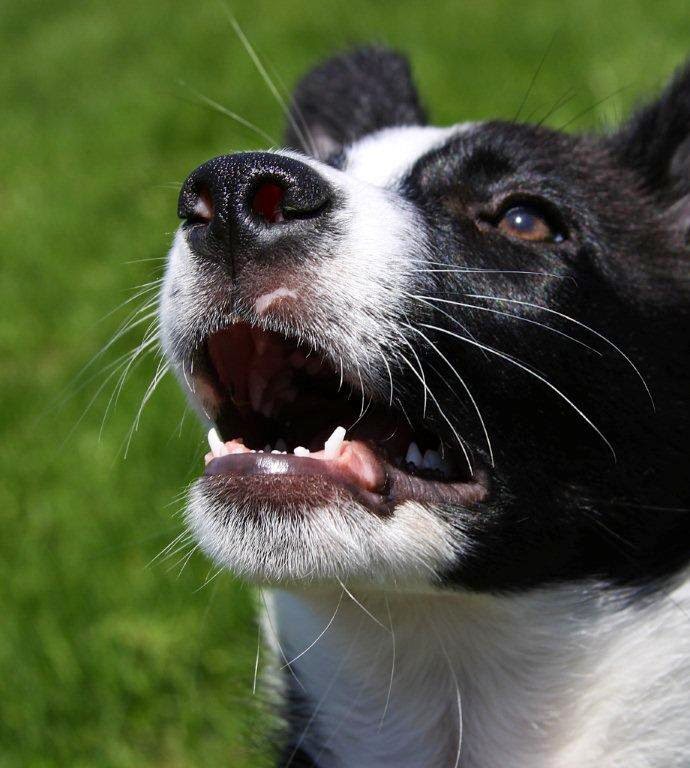 feeding puppies at 8 weeks feeding puppies at 4 weeks wiring diagrams wiring diagram feeding puppies at 8 weeks feeding puppies at 4 weeks wiring diagrams wiring diagram