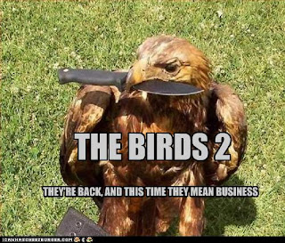 The Teach Zone Worlds Funniest Bird Picture With Caption