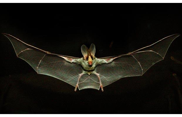 The Life of Animals: Ghost Bat