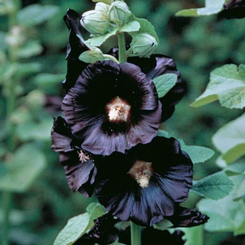 Madame Macabre: Flores negras en el mundo natural.