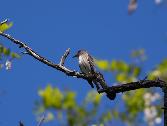 Olive-sided Flycatcher - Central Park, New York