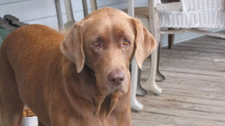 spring creek farm pioneer tn wwoof usa farm dog chocolate lab porch