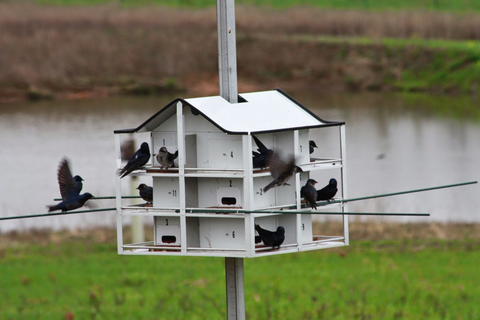 The Birds & The Bees Choosing the Right Housing for your Purple Martins