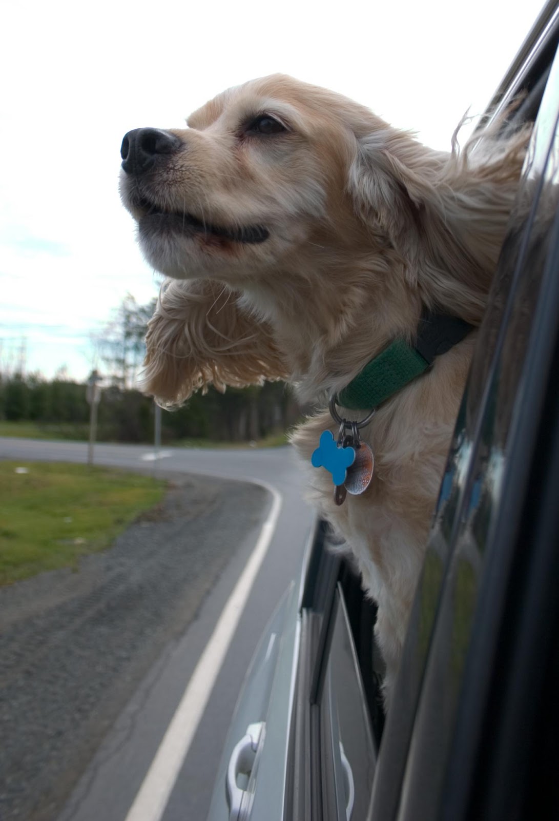 A Dog's Life Never Leave a Dog Alone in the Car