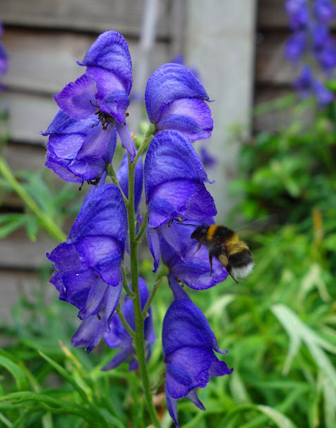 urban pollinators pollinator-friendly