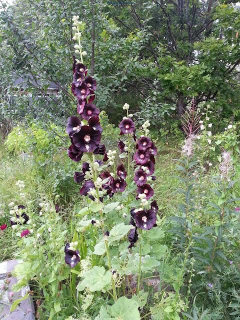 Hollyhock, Salkoruusu
